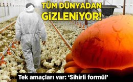 ABD’nin herkesten gizlediği tavuk çiftlikleri! Tek amaçları var: ‘Sihirli formül’