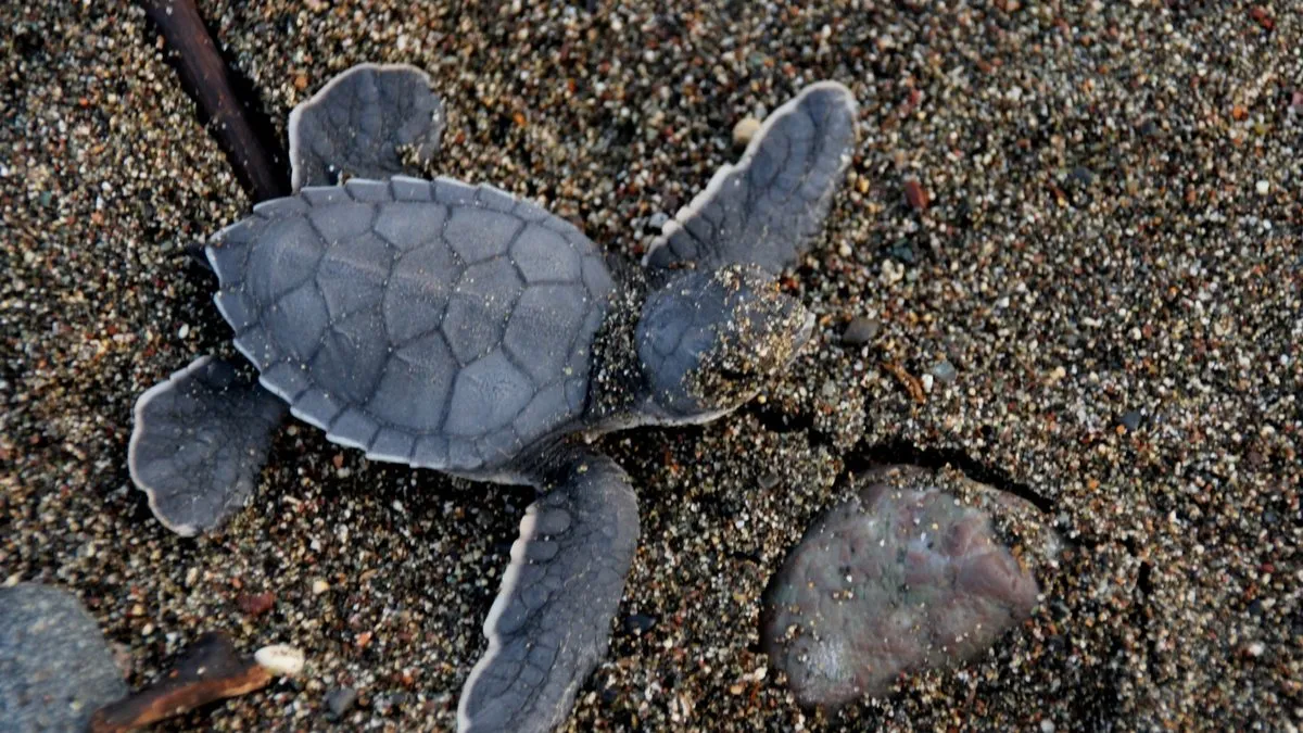 Son Caretta Yavruları ODTÜ sahilinden denizle buluştu
